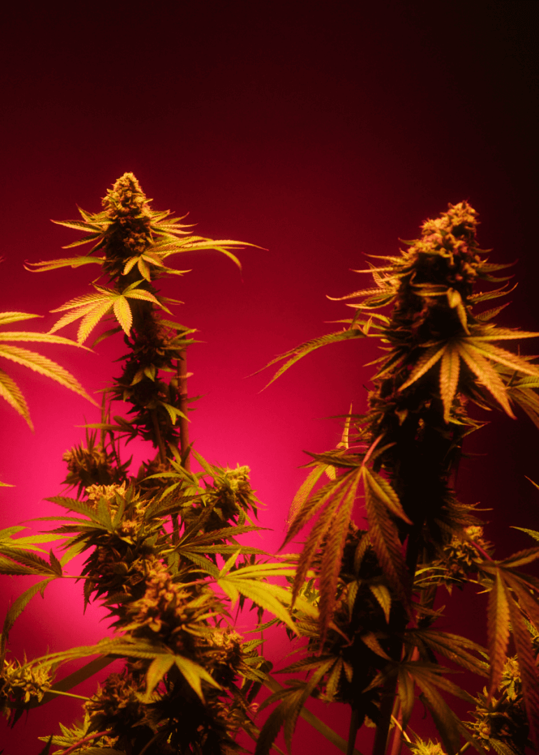 A shot of two towering branches of a growing cannabis plant, the runtz strain, from Xzibit's West Coast Cannabis in Marina Del Rey. The plant has large clusters of cannabis flower formed on the top, with fan leaves.