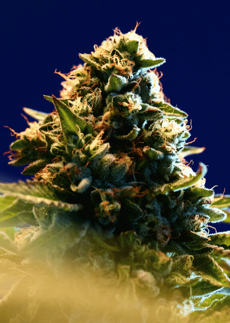A close up shot of a large cluster of cannabis flower, the Jack Herer strain, on a growing cannabis plant, from Xzibit's West Coast Cannabis in Marina Del Rey.