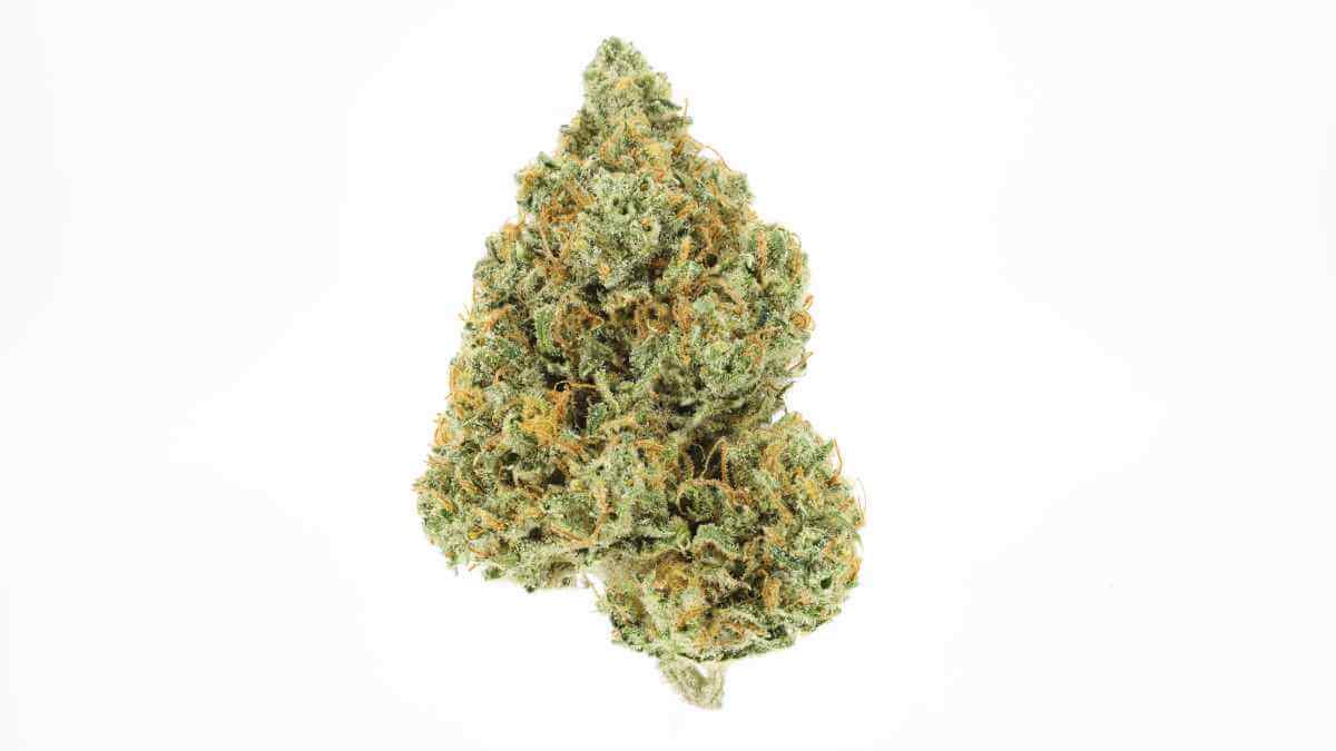 A nug of the Lamb’s Bread strain from UpNorth. Lamb’s Bread is one of the best weed strains in Marina del Rey at Xzibit's West Coast Cannabis.