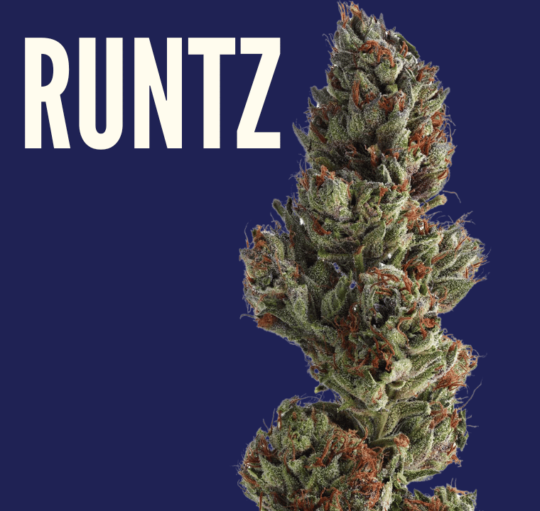 A navy blue background with a nug shot of the runtz strain from Xzibit's West Coast Cannabis in marina Del Rey. The word 