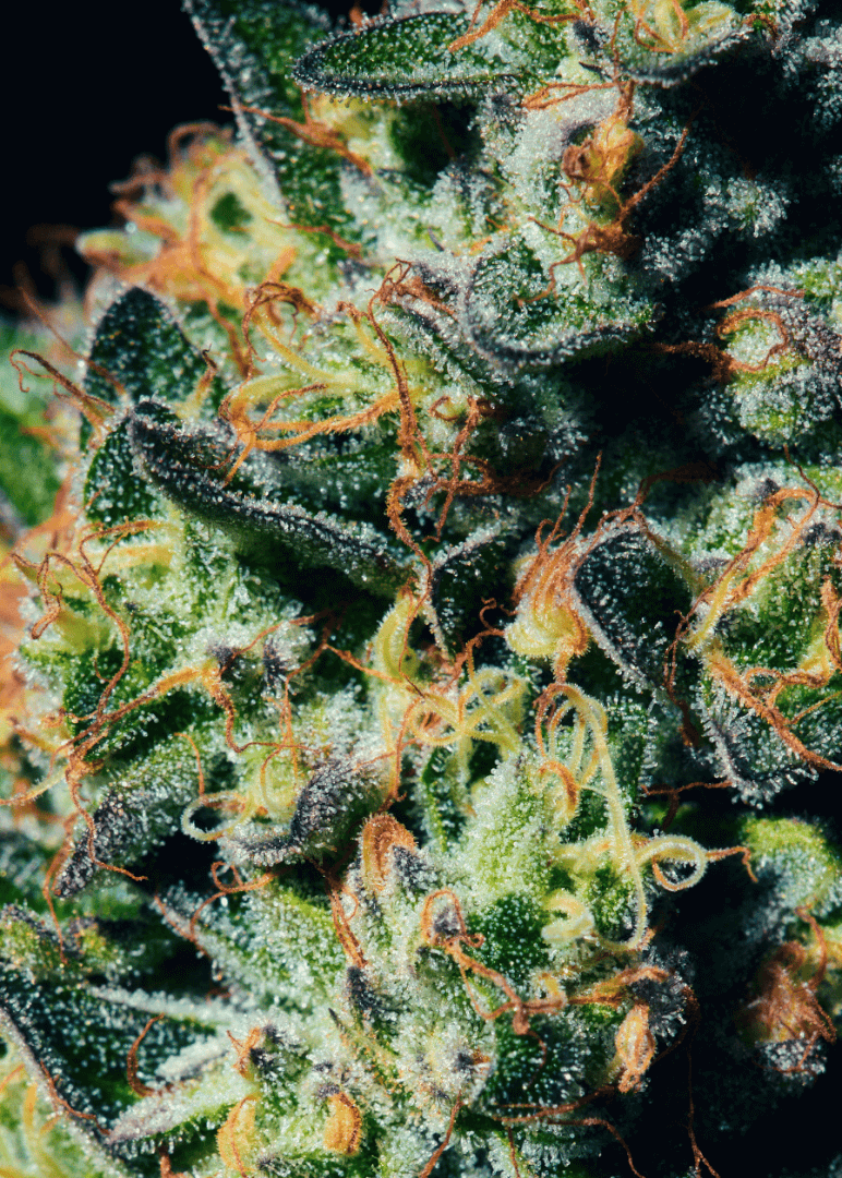 A close up shot of cannabis flower, the blue dream strain from Xzibit's West Coast Cannabis in Marina Del Rey. The sparkly trichomes and pistils are visible on the cannabis flower.